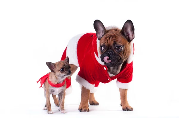 Dos perros divertidos en traje de Santa —  Fotos de Stock