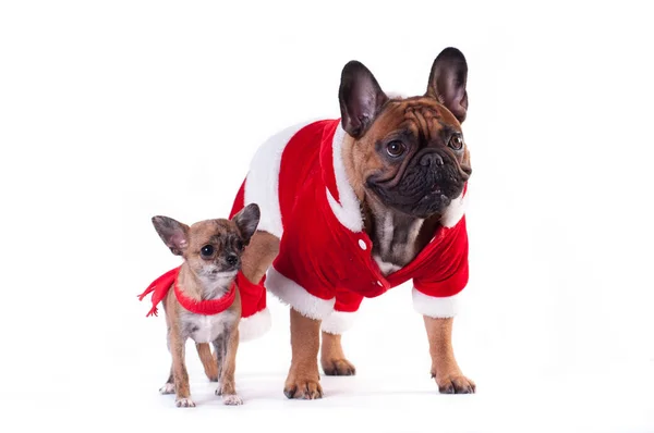 Zwei lustige Hunde im Weihnachtsmannanzug — Stockfoto