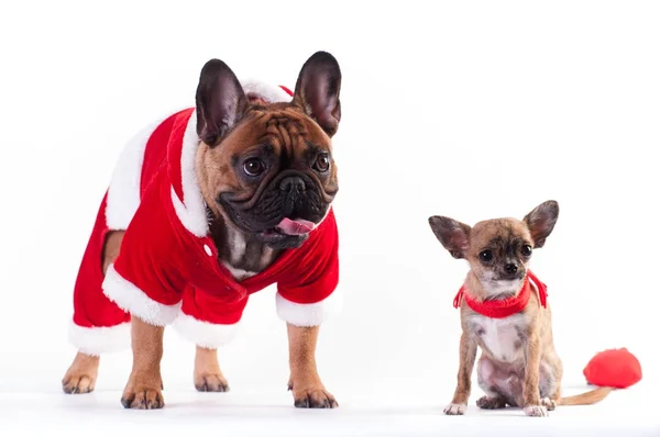 Dos perros divertidos en traje de Santa —  Fotos de Stock