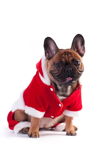 Funny french bulldog in Santa suit — Stock Photo, Image