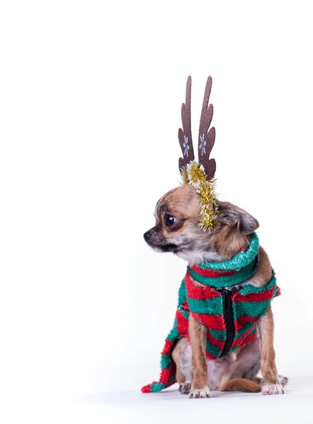 Little Yellow Dog Chihuahua Elf Striped Green Red Suit Isolated — Stock Photo, Image