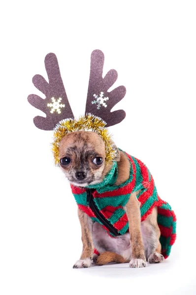Pequeño Perro Amarillo Chihuahua Traje Elfo Rayado Verde Rojo Aislado —  Fotos de Stock