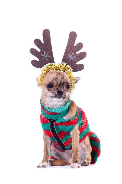 Pequeno Chihuahua Cão Amarelo Elfo Listrado Terno Verde Vermelho Isolado — Fotografia de Stock