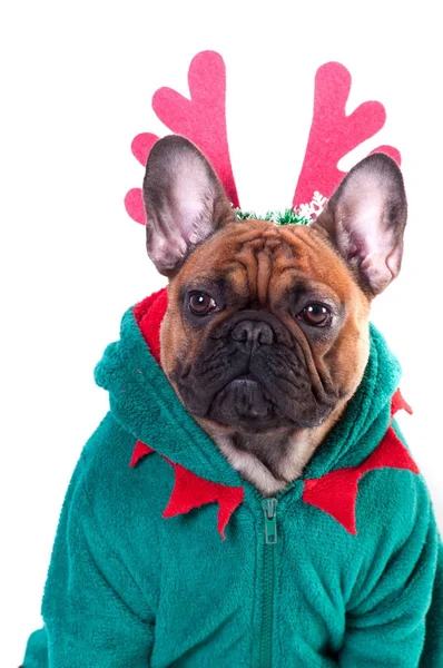 Funny French Bulldog Green Elf Suit Isolated White — Stock Photo, Image