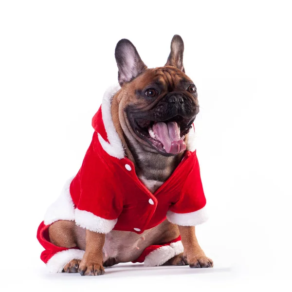 Funny French Bulldog Santa Suit Yawning Isolated White — Stock Photo, Image
