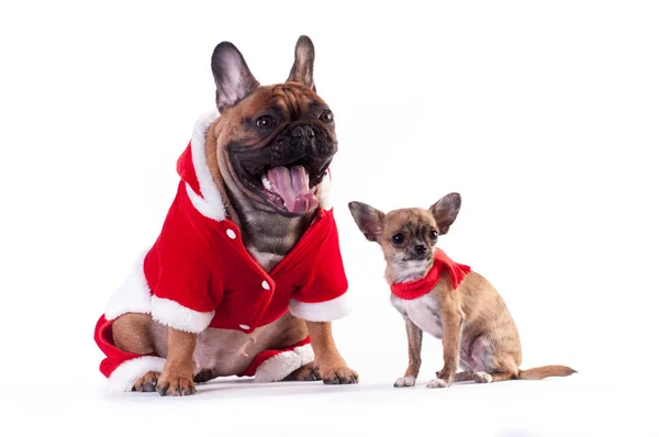 Dos Perros Divertidos Bulldog Francés Chihuahua Traje Santa Aislado Blanco —  Fotos de Stock