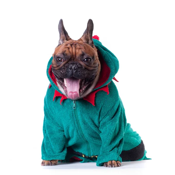 Funny French Bulldog Green Elf Suit Isolated White — Stock Photo, Image