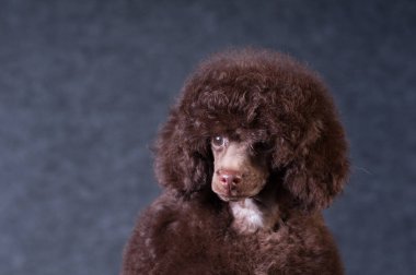 Fino köpeği portre stüdyosu