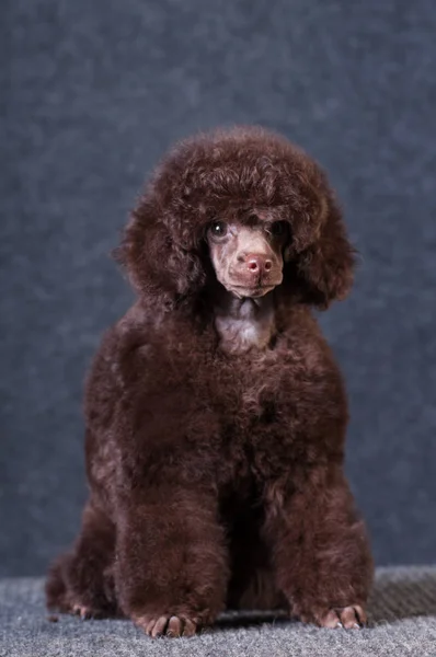 Retrato de caniche en el estudio — Foto de Stock