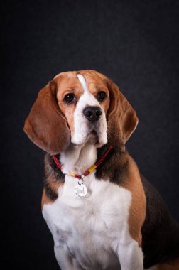 Stüdyo portre Beagle