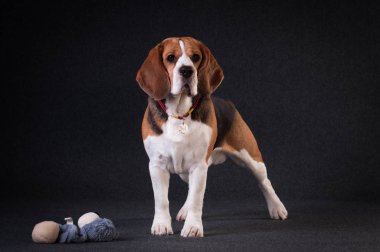 Stüdyo portre Beagle