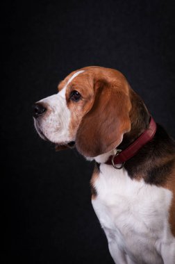 Stüdyo portre Beagle