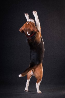 Noel Baba kıyafetli iki komik köpek