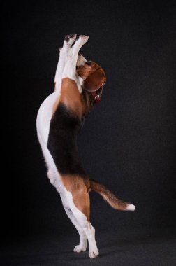 Noel Baba kıyafetli iki komik köpek