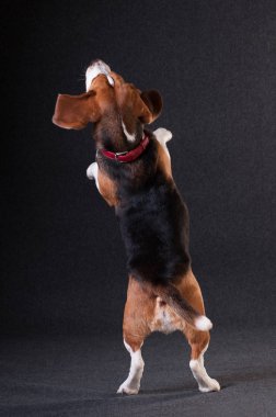 Noel Baba kıyafetli iki komik köpek