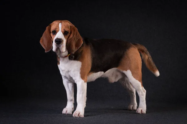 Beagle en studio portrait — Photo