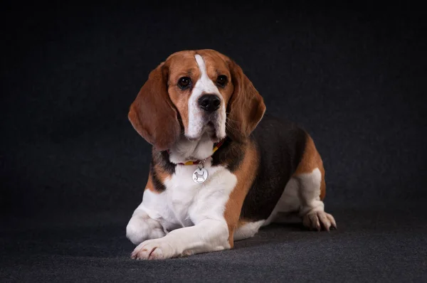 Stüdyo portre Beagle — Stok fotoğraf
