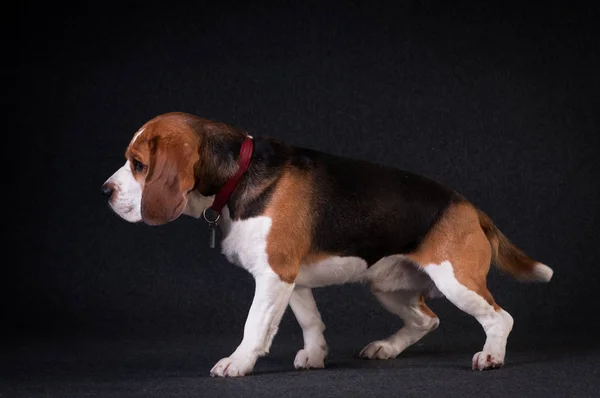 Beagle stúdió portré — Stock Fotó