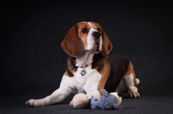 Dos perros divertidos en traje de Santa —  Fotos de Stock