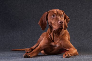 Vizsla stüdyo portre