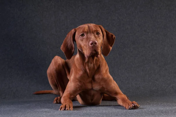 Vizsla stüdyo portre — Stok fotoğraf