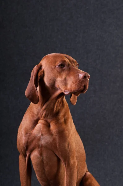 Portrait studio de Vizsla — Photo