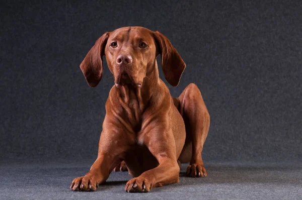 Vizsla stüdyo portre — Stok fotoğraf