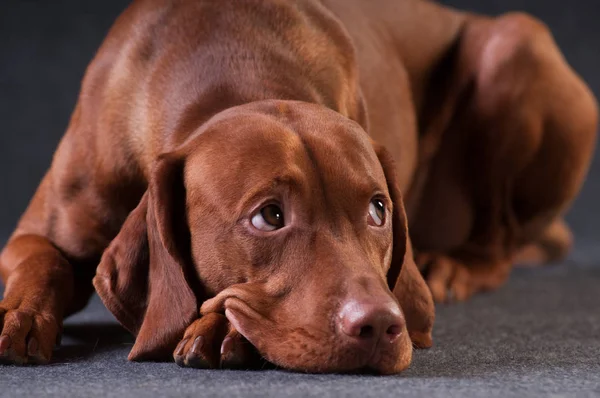 Vizsla stüdyo portre — Stok fotoğraf