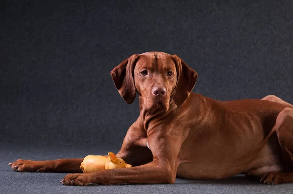 Vizsla stüdyo portre — Stok fotoğraf