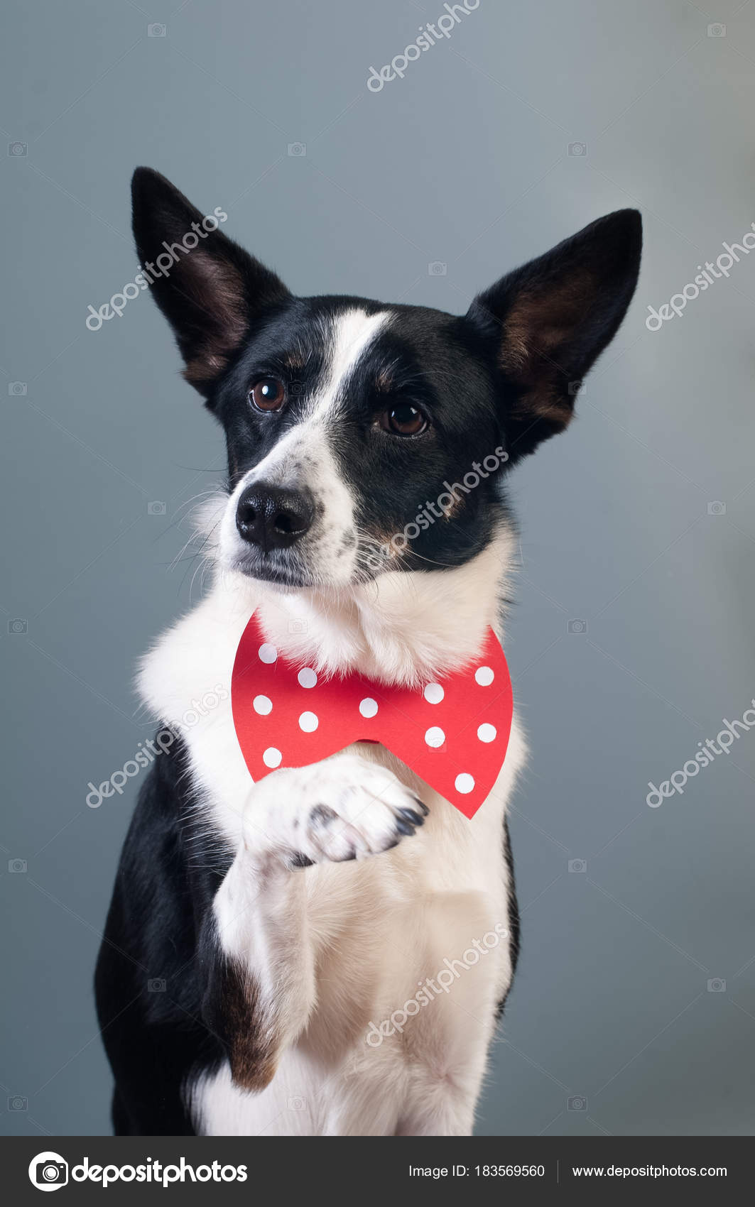 50 素晴らしい犬 雑種 可愛い 最高の動物画像 50 素晴らしい犬 雑種 可愛い 最高の動物画像