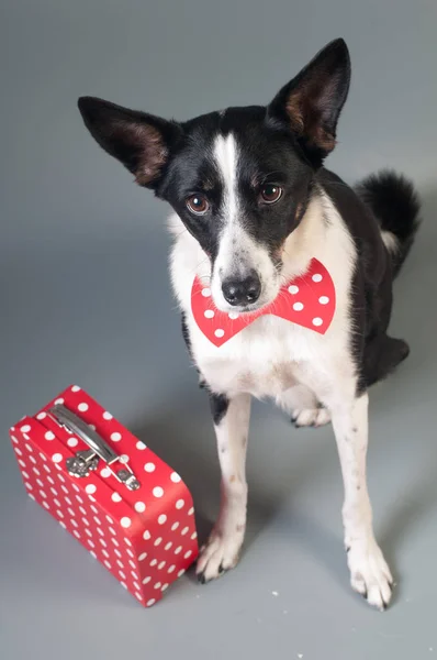 Divertido perro de raza mixta valentine retrato — Foto de Stock