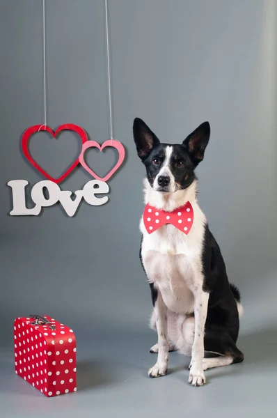 Retrato de lindo perro de raza mixta en corbata de lazo — Foto de Stock