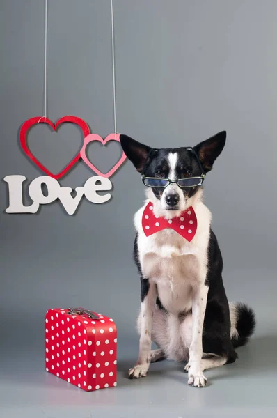 Retrato de lindo perro de raza mixta en corbata de lazo — Foto de Stock