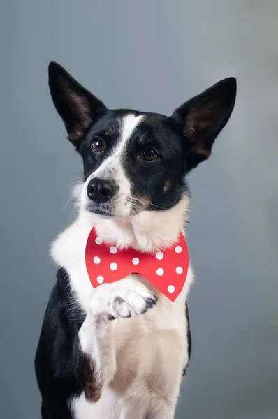 Retrato de lindo perro de raza mixta en corbata de lazo — Foto de Stock