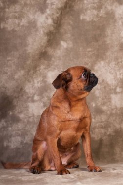 Brabanson köpek portre stüdyosu