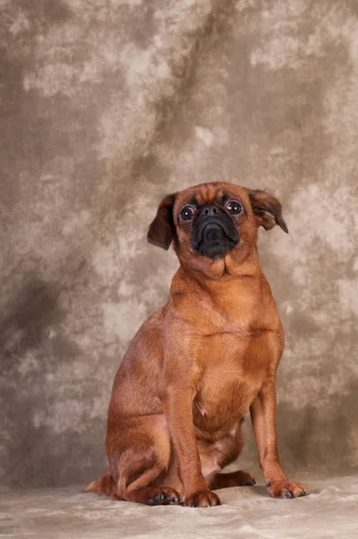 スタジオで Brabanson 犬の肖像画 — ストック写真