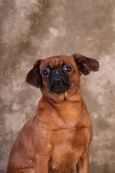 Retrato de perro Brabanson en el estudio —  Fotos de Stock