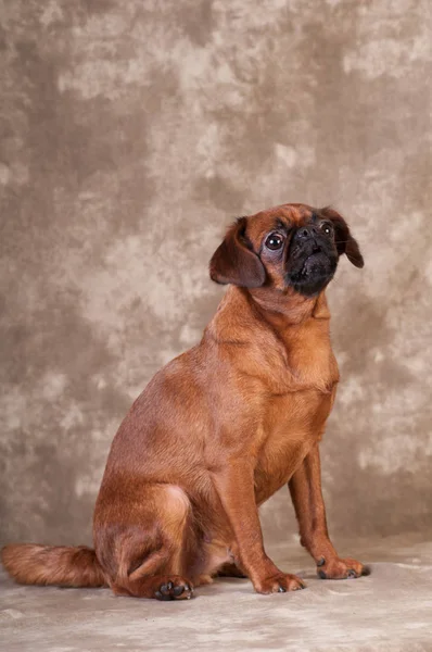 Retrato de perro Brabanson en el estudio —  Fotos de Stock