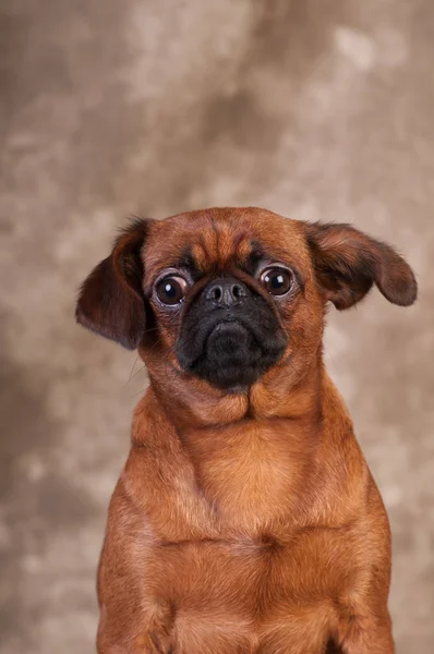 Brabanson hond portret op studio — Stockfoto