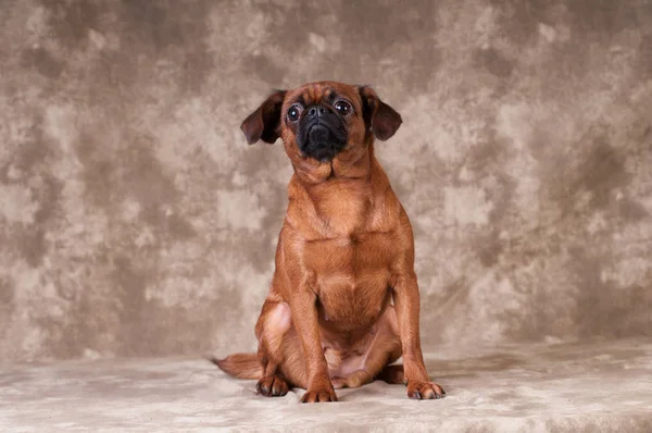 Brabanson köpek portre stüdyosu — Stok fotoğraf
