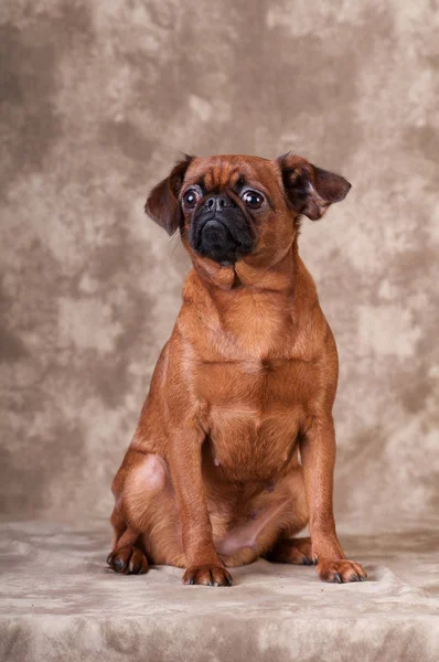 Retrato de perro Brabanson en el estudio —  Fotos de Stock