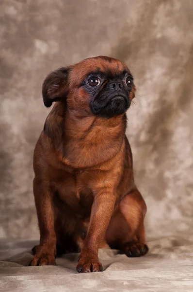 Retrato de perro Brabanson en el estudio —  Fotos de Stock