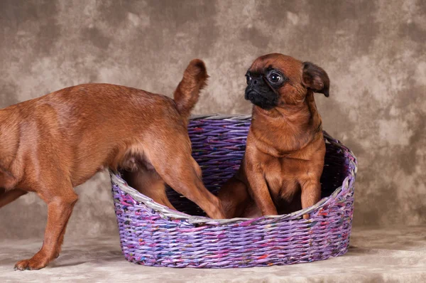 Dois cães brabanson retrato no estúdio — Fotografia de Stock