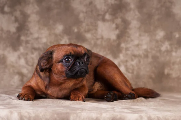 Brabanson retrato do cão no estúdio — Fotografia de Stock