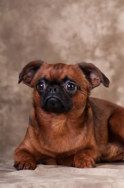 Brabanson retrato do cão no estúdio — Fotografia de Stock