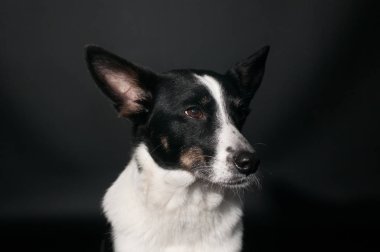 Komik köpek yüz portre stüdyosu