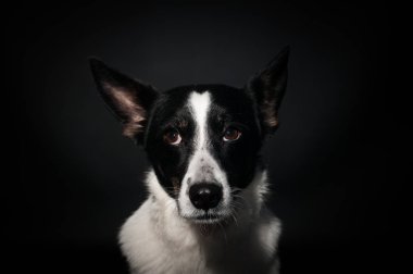 Komik köpek yüz portre stüdyosu