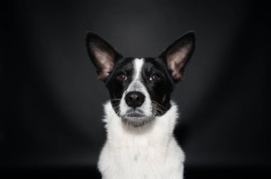 Komik köpek yüz portre stüdyosu