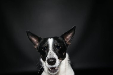 Komik köpek yüz portre stüdyosu
