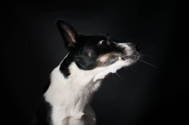 Komik köpek yüz portre stüdyosu